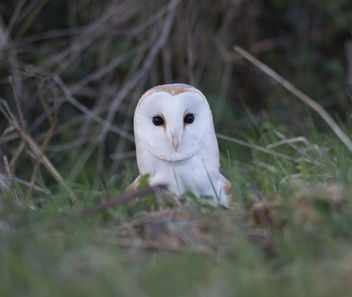 Barn Owl - Free image #337433